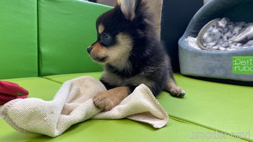 成約済の兵庫県のポメチワ:ポメラニアン×チワワ-314424の4枚目